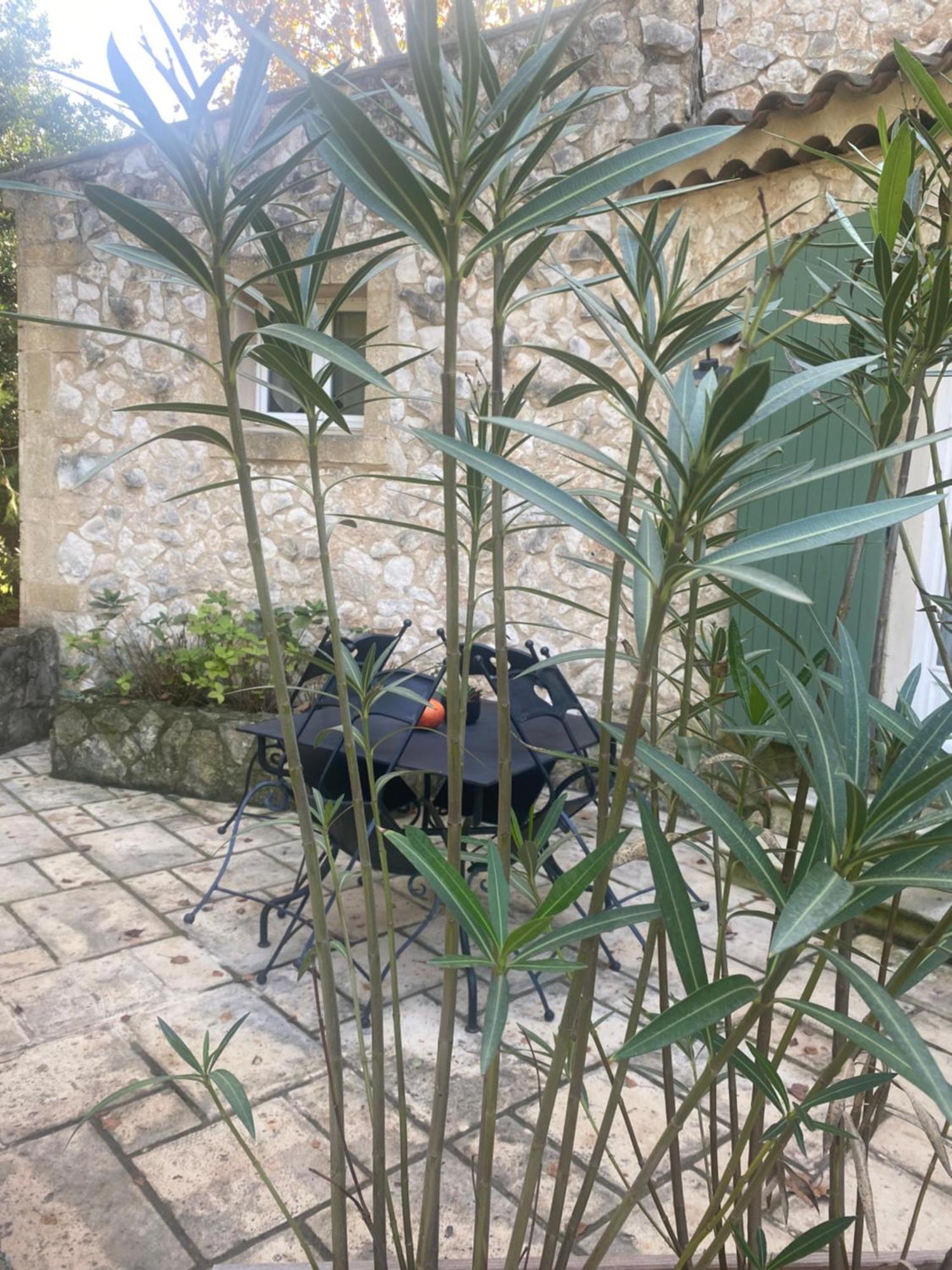 아비뇽 Mas De L'Ile B&B 외부 사진